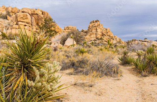 Yucca Cactus With Monzogranite Rock Formations on The Barker Dam Trail, Joshua Tree National Park, California, USA