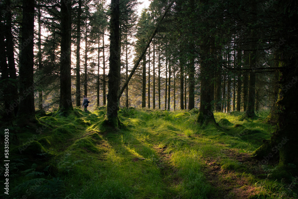 Person walking through a sun lit woods, warm light through the trees illuminating the green mossy woodland floor. Person walking through a sun lit woods, warm light through the trees illuminating the green mossy woodland floor.