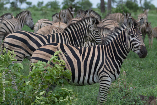 Zebra in Kruger National Park  