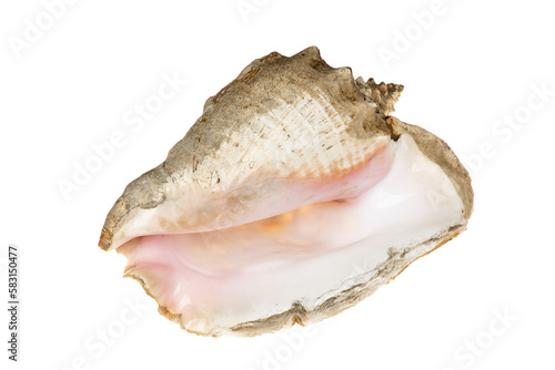 Big sea shell, conch, isolated on white background