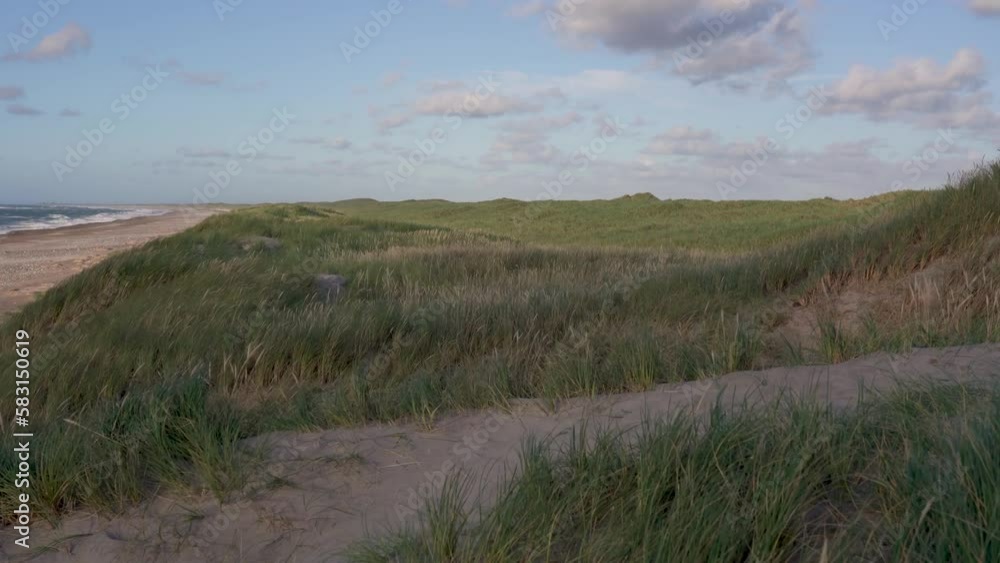 Beautiful shot of grass moving in the wind in Thy national park, Denmark Beautiful shot of grass moving in the wind in Thy national park, Denmark