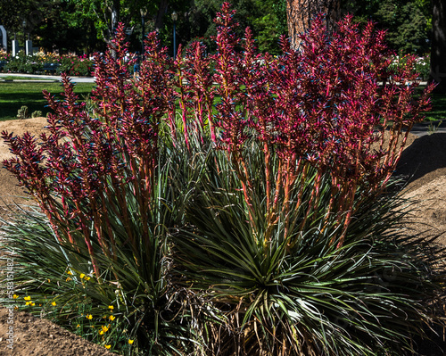 Capitol Garden 