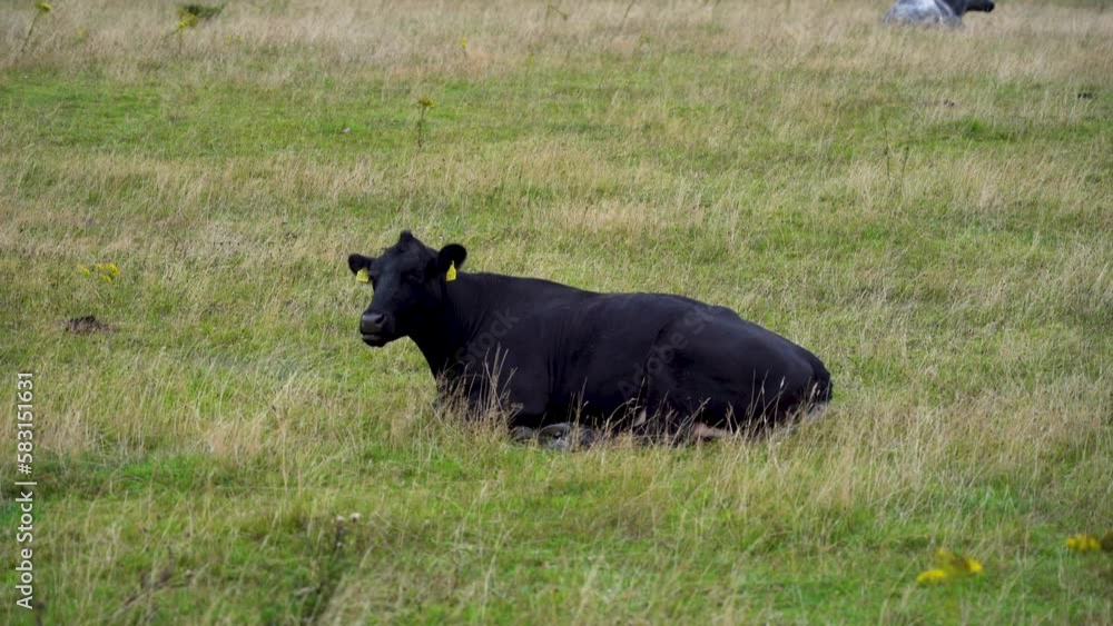 Closeup of a black cow sitting on grass and grazing in the Thy national park in Denmark Closeup of a black cow sitting on grass and grazing in the Thy national park in Denmark