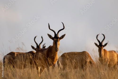 Red hartebeest  Rooihartbees  in Ezemvelo Nature Reserve 