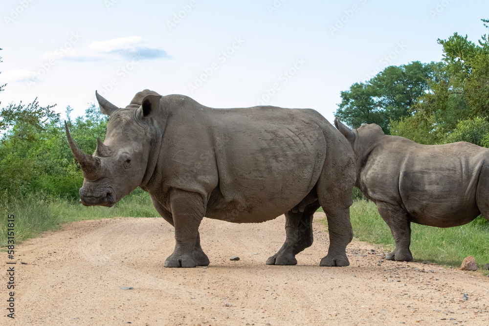 Rhinoceros in Kruger National Park Rhinoceros in Kruger National Park