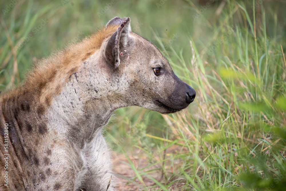 Obraz premium Spotted Hyena in the Kruger National Park 
