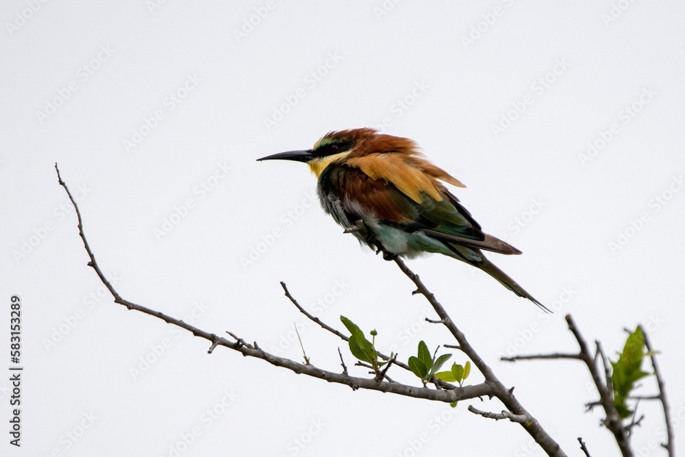 Little bee-eater in Kruger National Park Little bee-eater in Kruger National Park