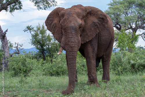 Large Elephant in Kruger National Park