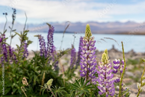 a field of flowers near the water in front of mountains
