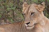 Lioness in Kruger National Park