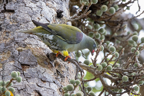 African Green Pigeon in Kruger National Park photo