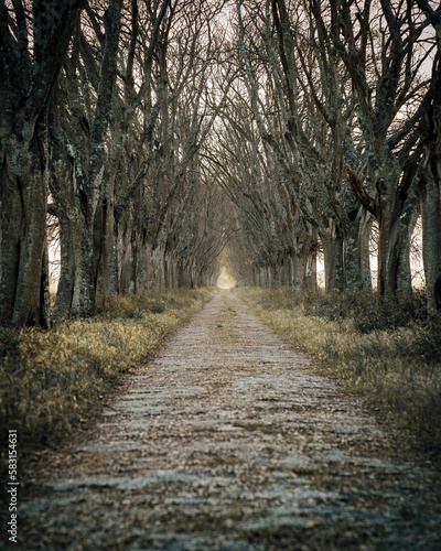 Vertical shot of a pathway in a forest covered in bare trees under the sunlight
