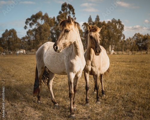 Closeup of white horses in a ranch covered in greenery on a sunny day in the countryside