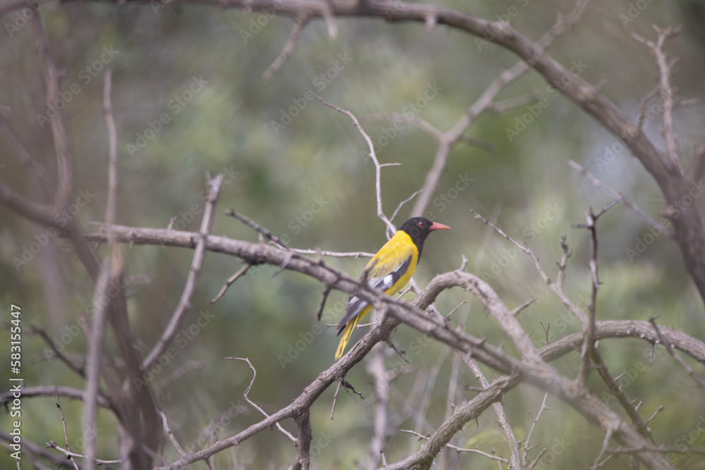 Black-headed Oriole in Rietvlei Nature Reserve Black-headed Oriole in Rietvlei Nature Reserve