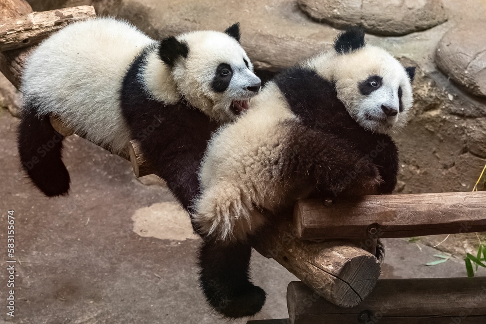 Fototapeta premium Giant pandas, two babies playing