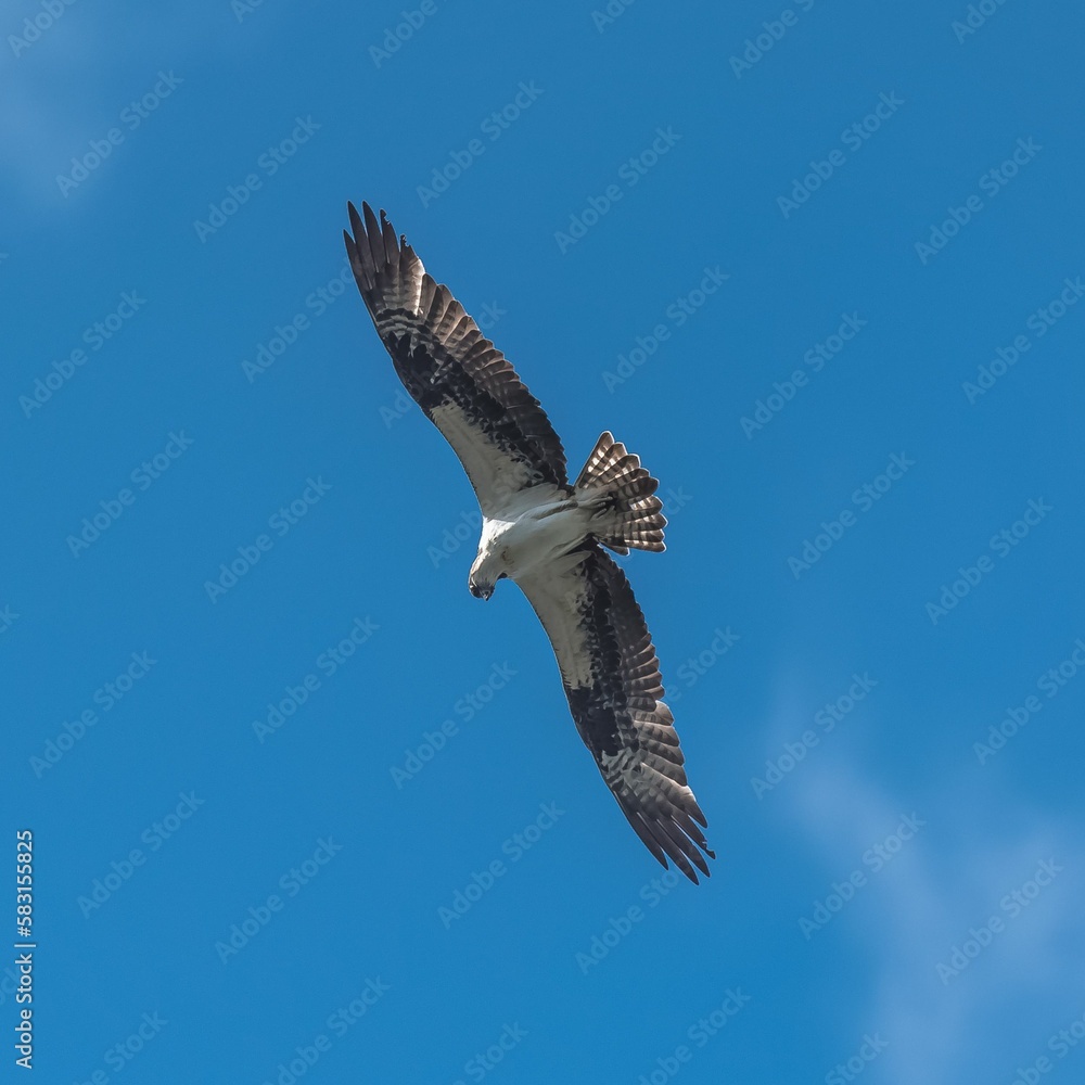 Obraz premium Western osprey flying