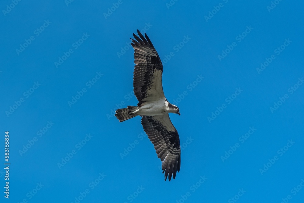 Fototapeta premium Western osprey flying