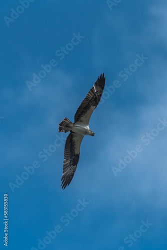 Western osprey flying