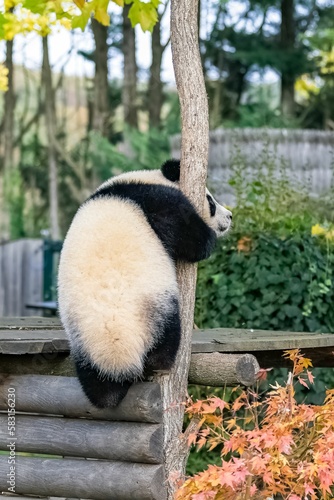 Fototapeta Naklejka Na Ścianę i Meble -  A baby giant panda climbin