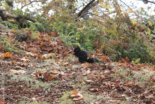 A wild black squirrel on the lawn. Vancouver. Canada.