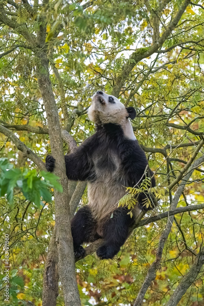 Obraz premium A giant panda climbing in a tree