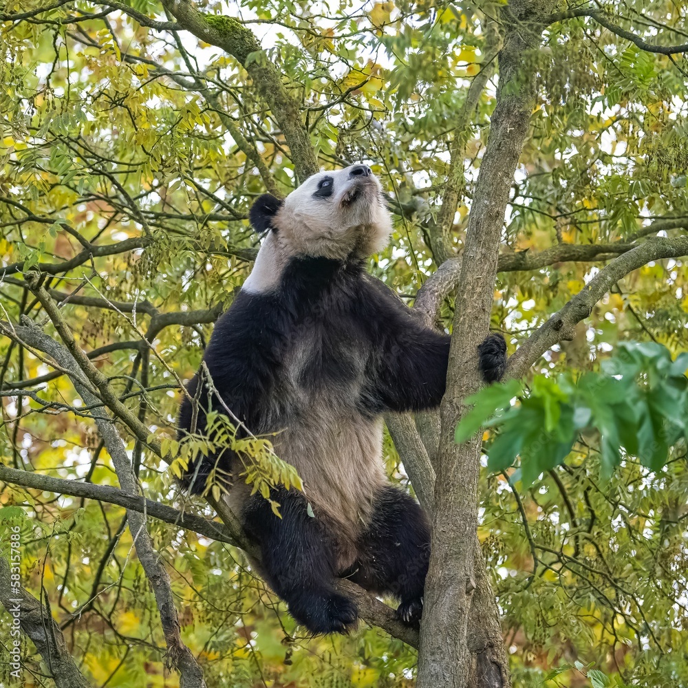 Obraz premium A giant panda climbing in a tree