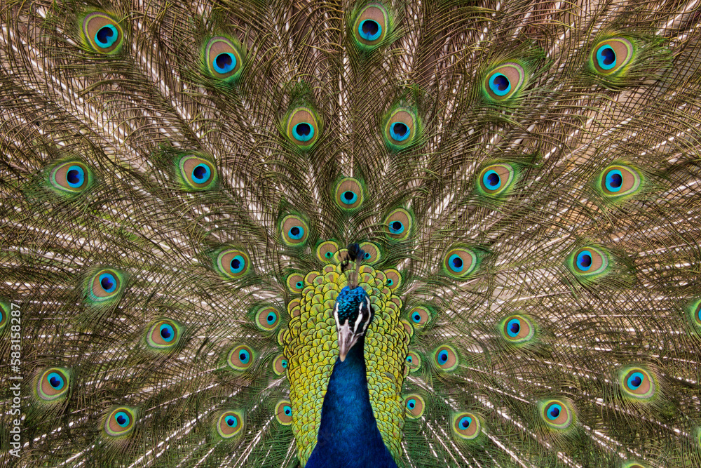 Obraz premium Closeup of the male Indian peafowl with beautiful plumage. Pavo cristatus.