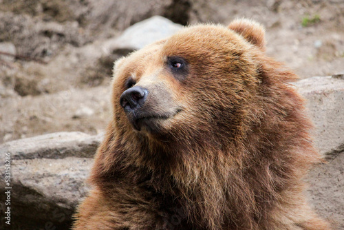 Closeup of the brown bear looking to the side. Ursus arctos.