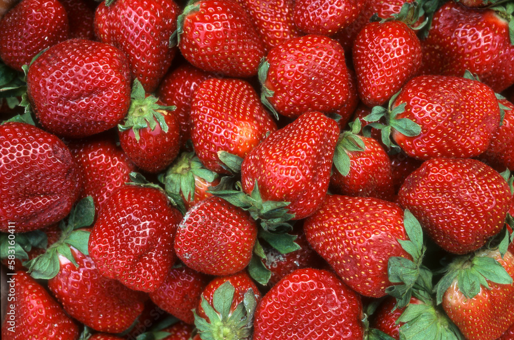 fraisier, fraise, Fragaria fraisier, fraise, Fragaria