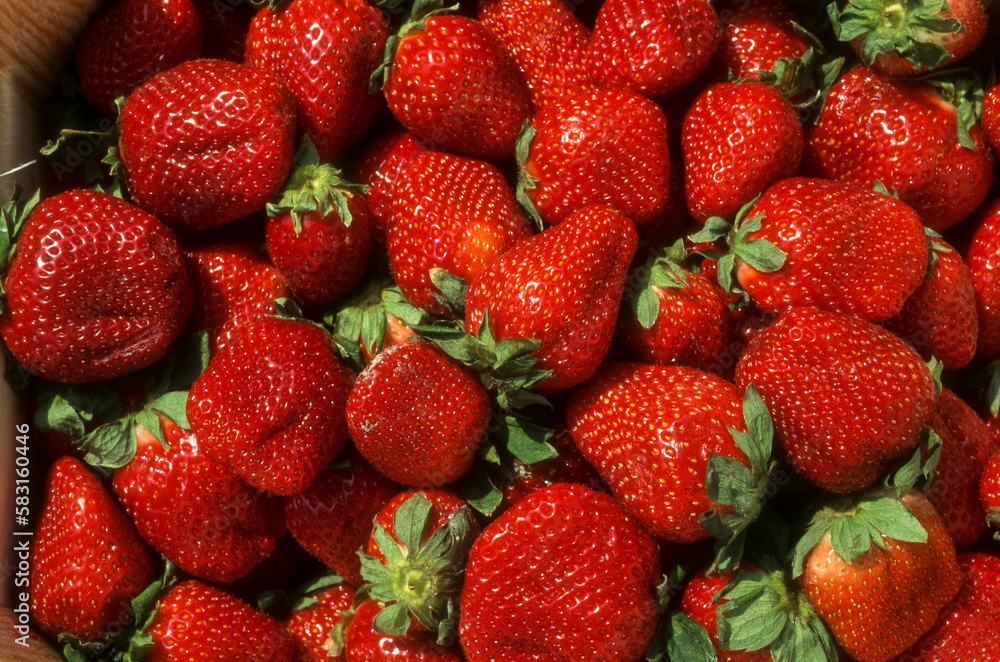 fraisier, fraise, Fragaria fraisier, fraise, Fragaria