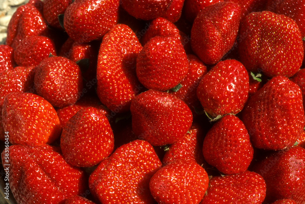 fraisier, fraise, Fragaria
