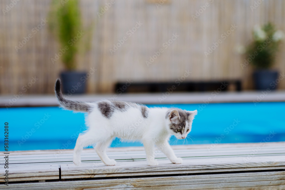 Close up of cat walking along outdoor swimming pool.