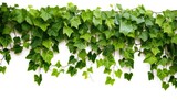 Ivy plant with a white background isolated Generative AI Illustration