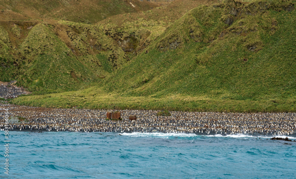 View from a penguin colony at Macquarie Island, Australia