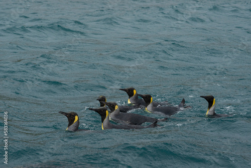 King penguins swimming on the water