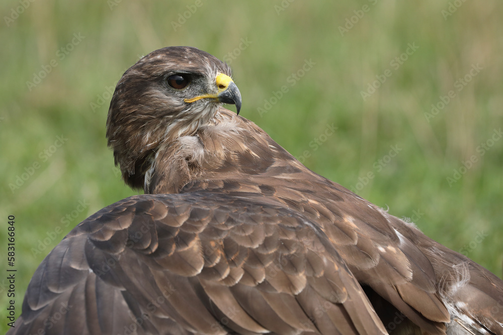 Obraz premium A portrait of a Common Buzzard in a meadow protecting its prey 