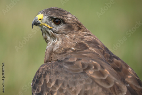 A portrait of a Common Buzzard in a meadow 