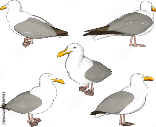 sketch vector illustration of a seagull on the beach