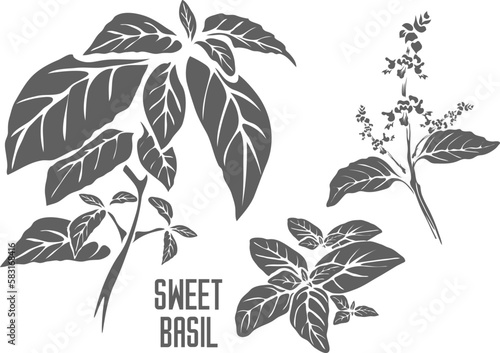 Sweet basil stems with leafs vector silhouette. Ocimum basilicum medicinal herbal outline. Set of Sweet basil plant silhouette for pharmaceuticals and cooking.