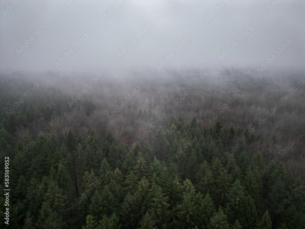 Aerial photo of pine forest Aerial photo of pine forest