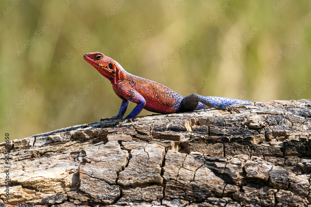 A Agama Mwanzae is taking a sunbath A Agama Mwanzae is taking a sunbath