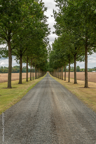 Fototapeta Naklejka Na Ścianę i Meble -  Long alley of green trees between the field. Perfect synchrony of trees, symbol of idealism. Entry to luxury royal residence.