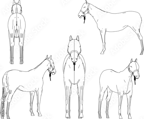 sketch vector illustration of tame horse on nature farm 