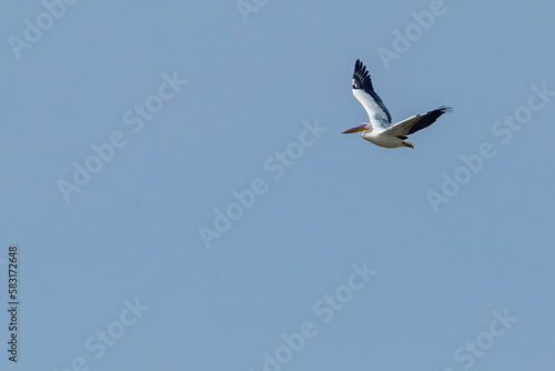 Great White Pelican in flight
