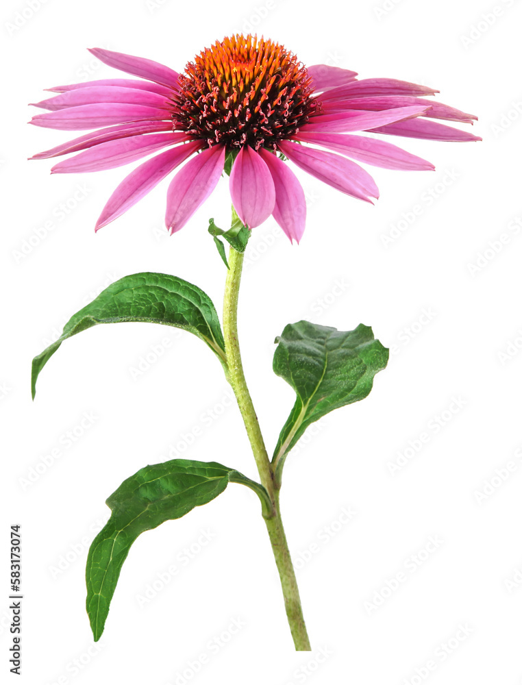 Echinacea flower for homeopathy, transparency background	 - obrazy, fototapety, plakaty 