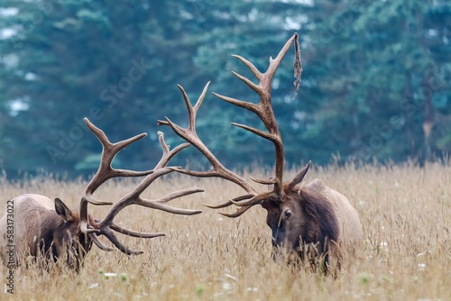 Fototapeta Deers with big horns near Mt. Zion Road in Elk County, PA