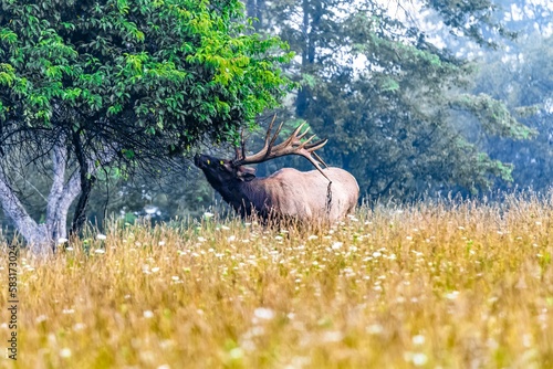 Fototapeta Naklejka Na Ścianę i Meble -  Deer with big horns near Mt. Zion Road in Elk County, PA