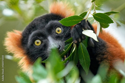 Selective focus of a Red ruffed lemur eating leaves in the wild photo