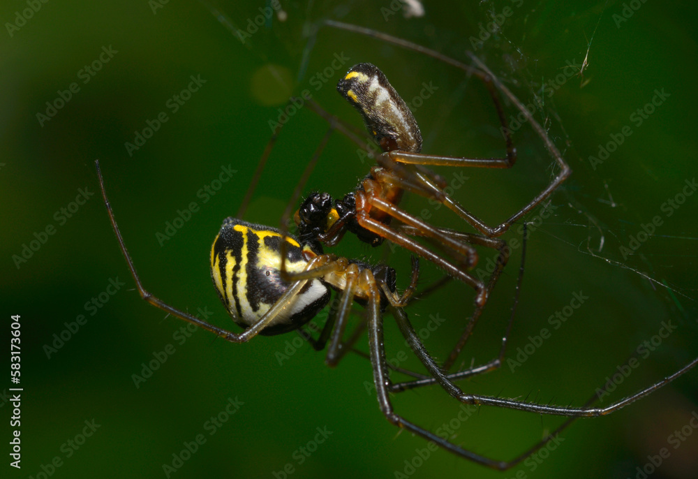 Fototapeta premium Male and female filmy dome spiders, Neriene radiata, mating on a web