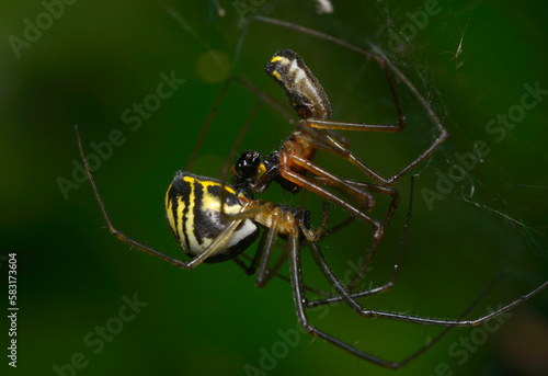 Male and female filmy dome spiders, Neriene radiata, mating on a web © Yurii Zushchyk